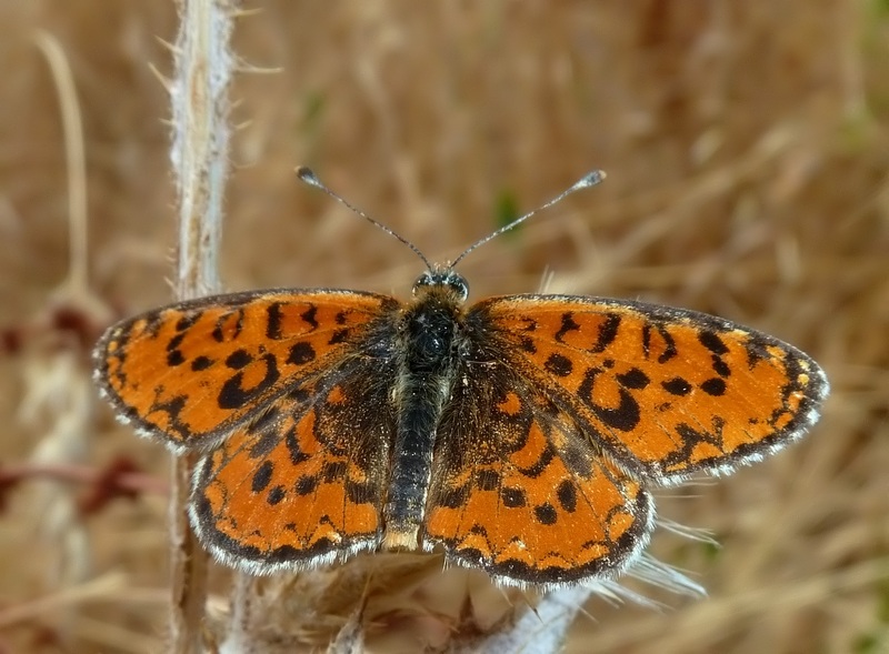 ibrido Melitaea trivia X Melitaea didyma???????